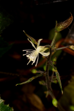 Beesia calthifolia  RCP8-06111.jpg